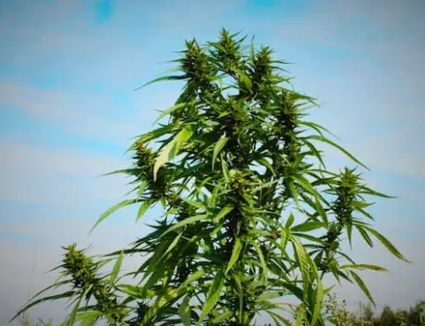 Unterschiede zwischen technischem Hanf und "Marihuana"