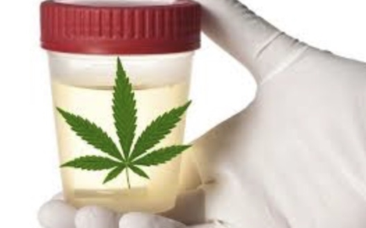 Wird CBD Öl in einem Drogentest nachgewiesen?