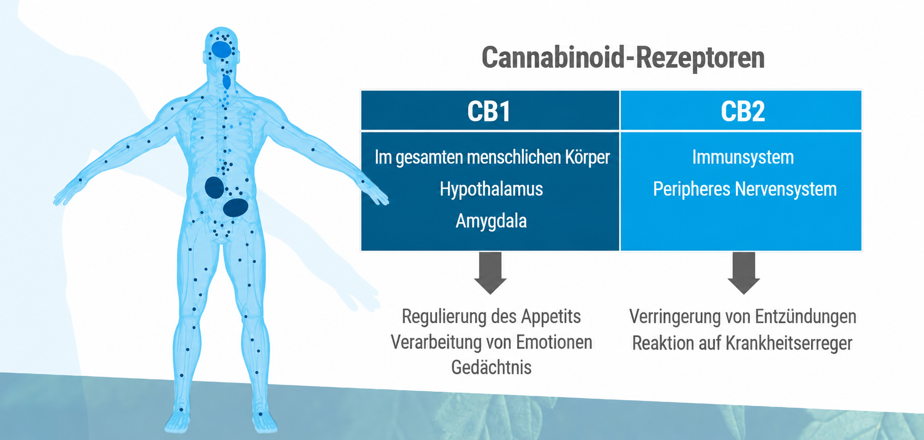 CBG-DE-Wirkung