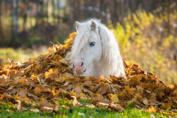herbst_pferd
