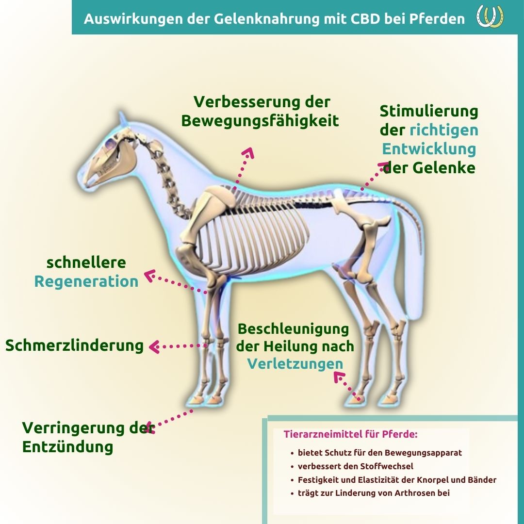 Gelenknahrung_mit_CBD_fur_Pferde_Auswirkungen