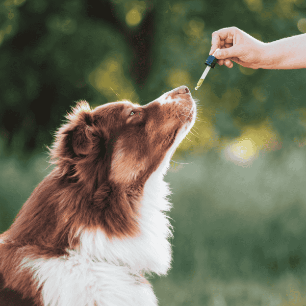 cbd für Hunde