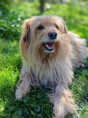 dorfgeh-hund-cbd