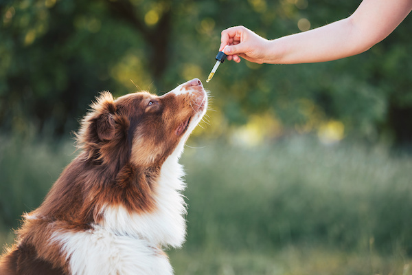 wie-CBD-gegen-schmerzen-bei-hunden-hilft