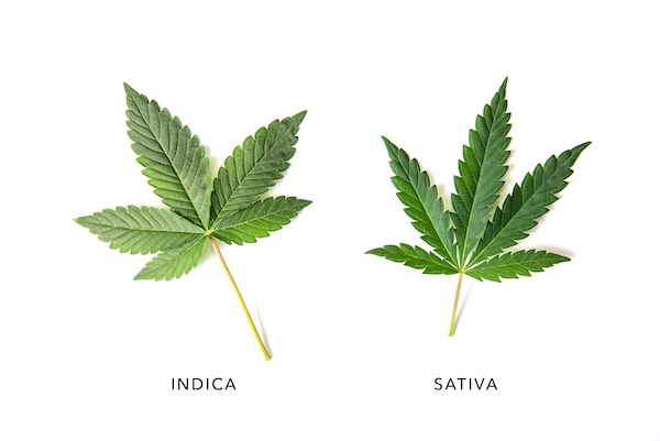 unterschiede_zwischen-sativa-indica