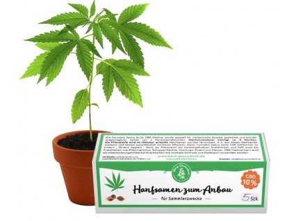 CBD Hanfsamen, CBD 7% - 5Stk