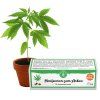 CBD Hanfsamen, CBD 7% - 5Stk