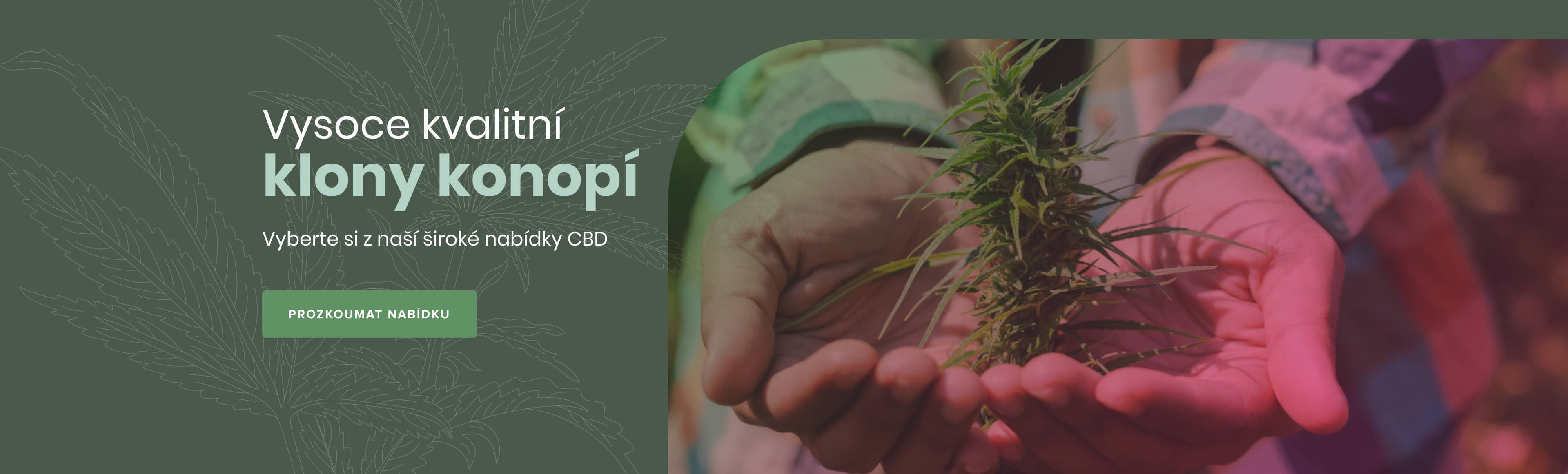 Vysoce kvalitní klony konopí