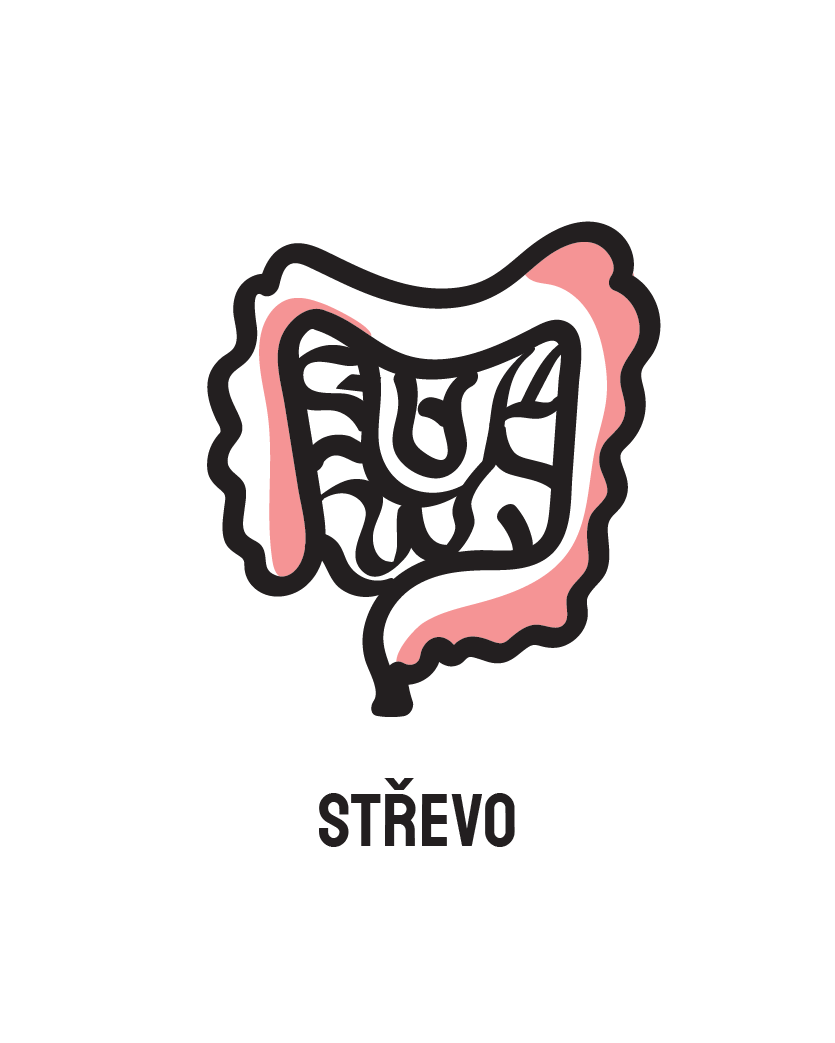 Střevo je náš druhý mozek