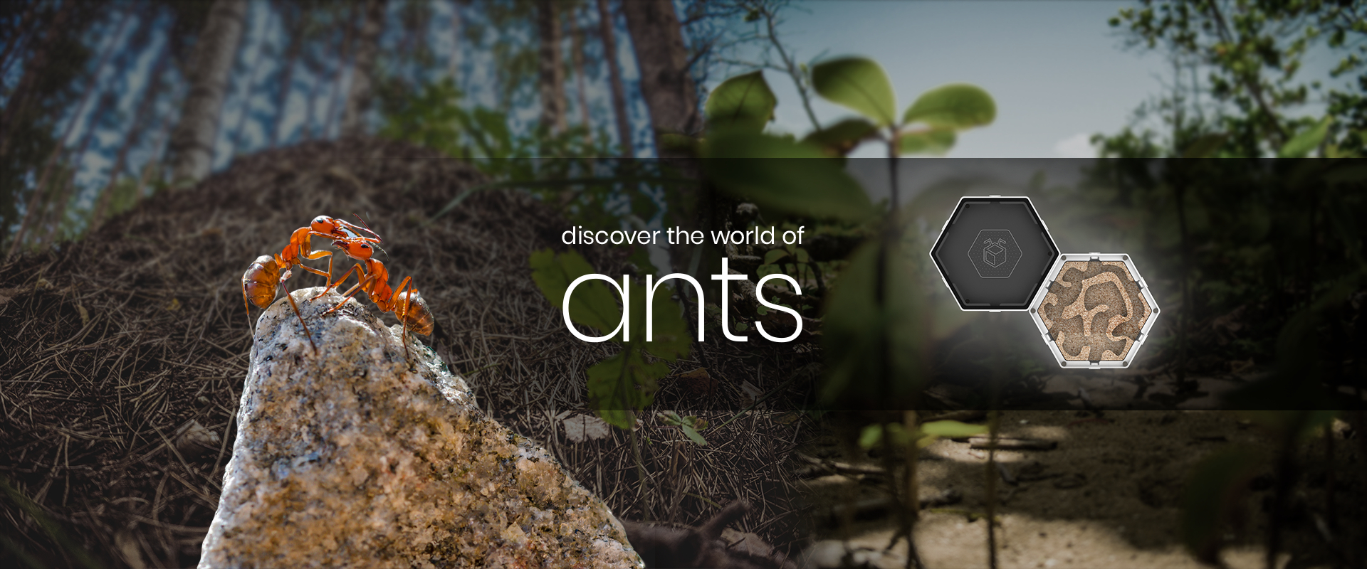 HappyAnt_discover