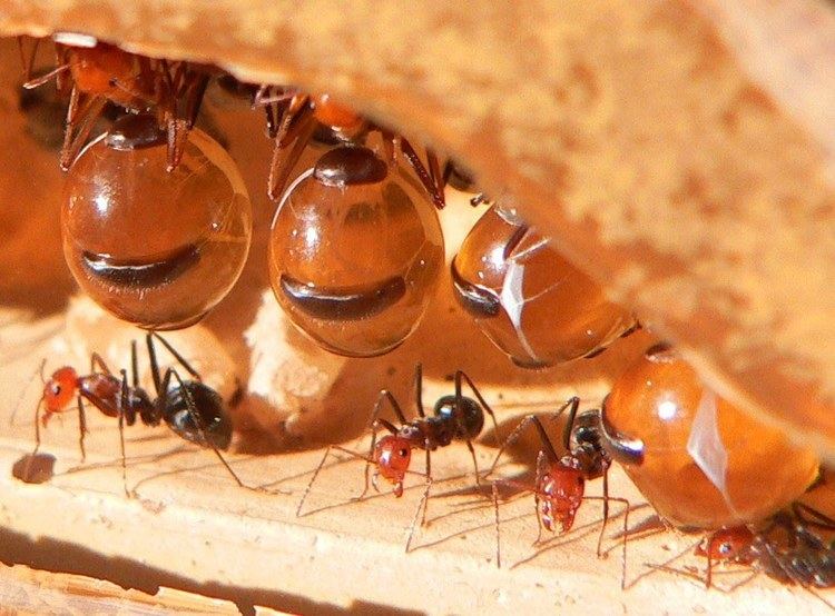Zajímavosti a fakta o mravencích