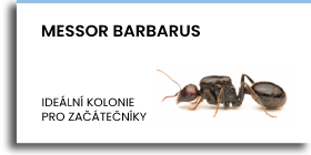 MESSOR BARBARUS