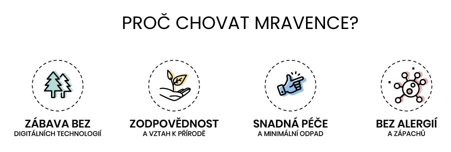 Proč chovat mravence?