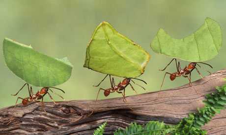 Leaf-cutter