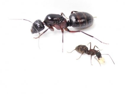 camponotus ligniperdus