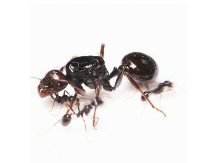 messor barbarus