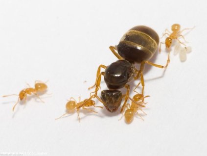 lasius flavus 2