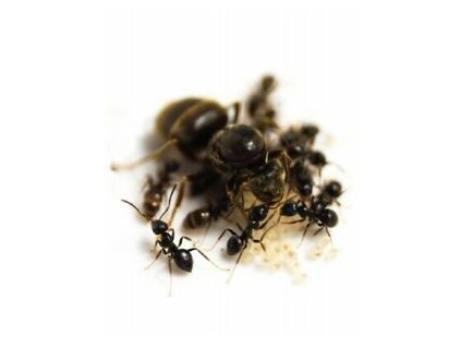lasius niger