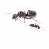 camponotus ligniperdus
