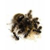 Lasius niger - Mravenec obecný