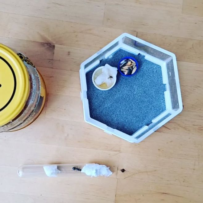 Messor Barbarus (Harvester ant) finishing the hibernation 🥶 ------- CZ -------- Messor Barbarus (Mravenec zrnojed) po...