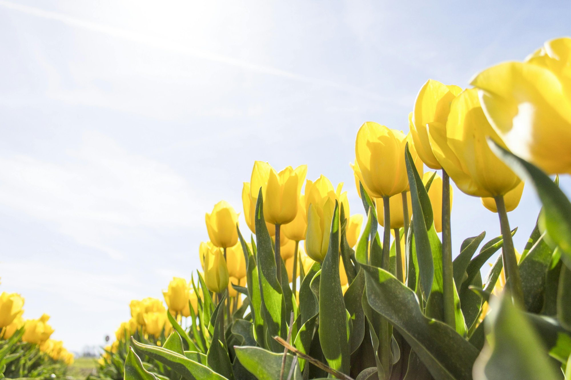 Tulipány