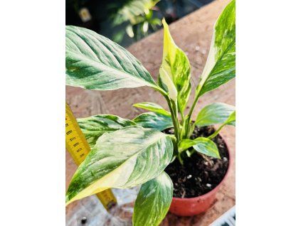 SPATHIPHYLLUM DIAMOND