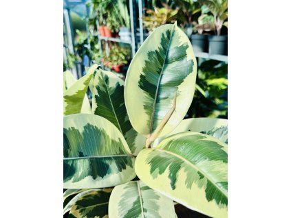 FICUS ELASTICA TINEKE