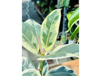 FICUS ELASTICA TINEKE