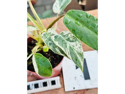 PHILODENDRON EMERALD QUEEN