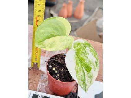 SCINDAPSUS JADE SATIN