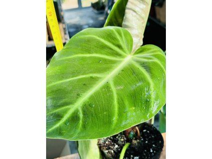 PHILODENDRON LUXURIANS