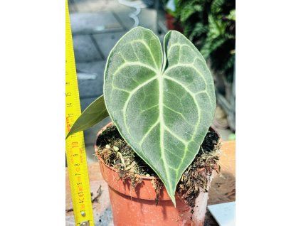 ANTHURIUM CLARINERVIUM