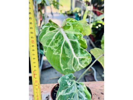 PHILODENDRON GLORIOSUM SNOW LEOPARD