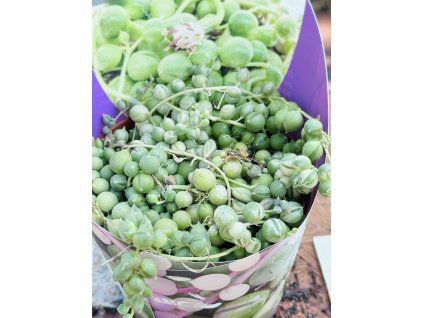 SENECIO ROWLEYANUS