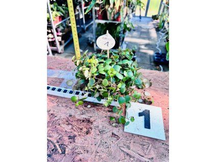 PEPEROMIA PEPERSPOT