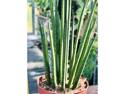 SANSEVIERIA BACULARIS MIKADO