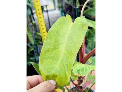 PHILODENDRON PAINTED LADY