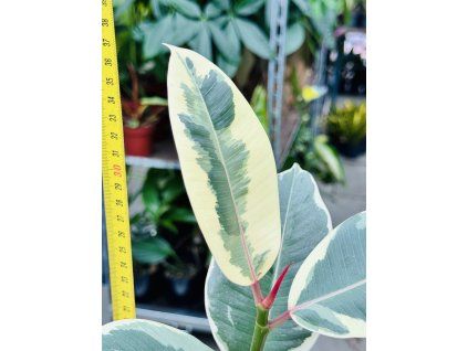 FICUS ELASTICA TINEKE