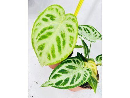 ANTHURIUM CRYSTALLINUM SILVER BLUSH