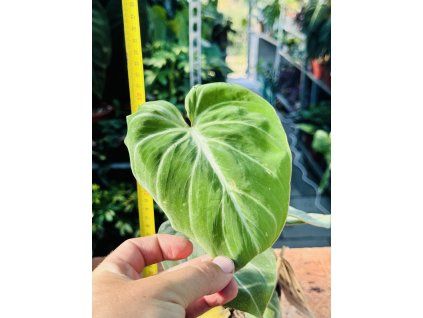 PHILODENDRON GLORIOSUM ZEBRA