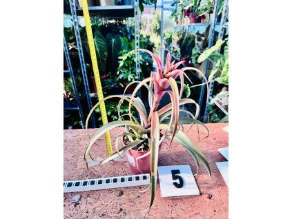 TILLANDSIA