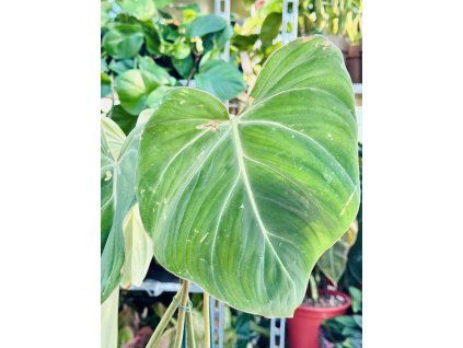 PHILODENDRON GLORIOSUM