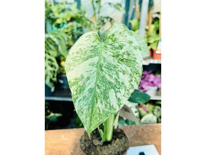 MONSTERA MINT