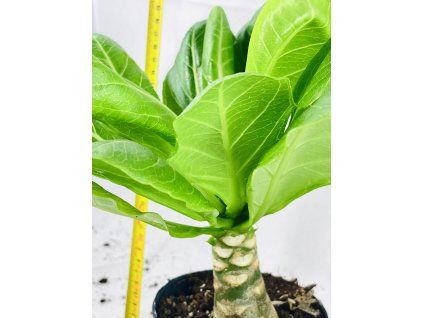 BRIGHAMIA INSIGNIS