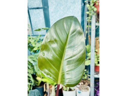 PHILODENDRON RED SUN