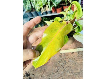 PHILODENDRON ORANGE MARMELADE