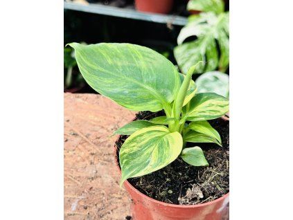 MUSA AUREA
