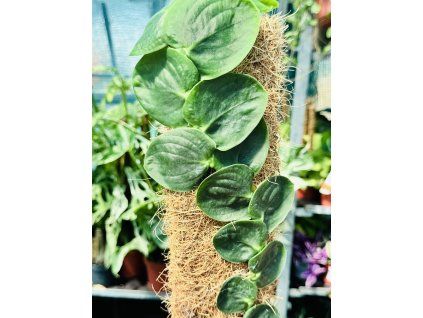 RHAPHIDOPHORA CELATOCAULIS