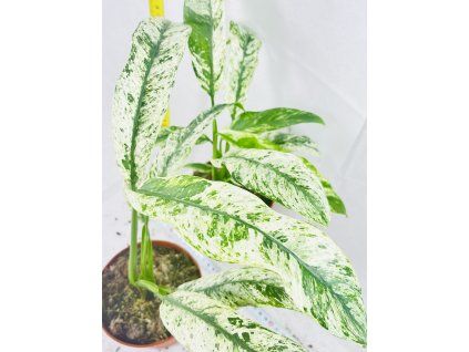 RHAPHIDOPHORA PUBERULA VARIEGATED